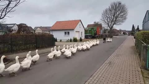 a A flock of ducks cross the road b