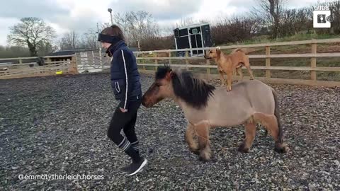 Trick-Performing Dog Is Best Friends With Horse