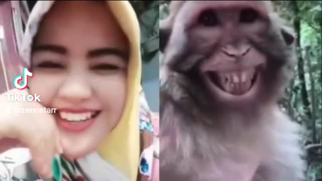 Funny monkey laughing