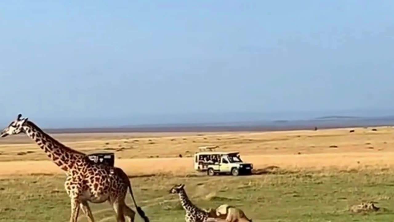 It is not easy to catch Giraffe never