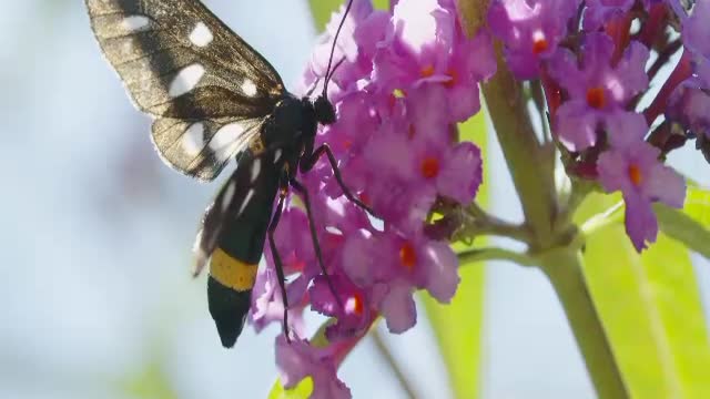 Beautiful butterfly in the world Nature