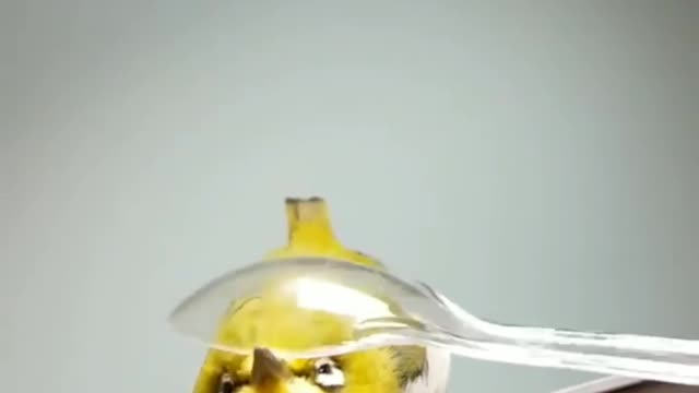 How to Spoon a Birb