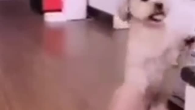 dogs | beautiful And smart dogs | pets | pets like family member