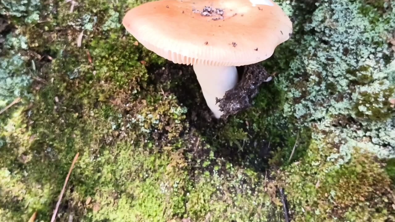 Mushroom