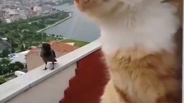 Cats funny