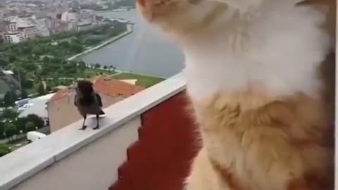 Cats funny