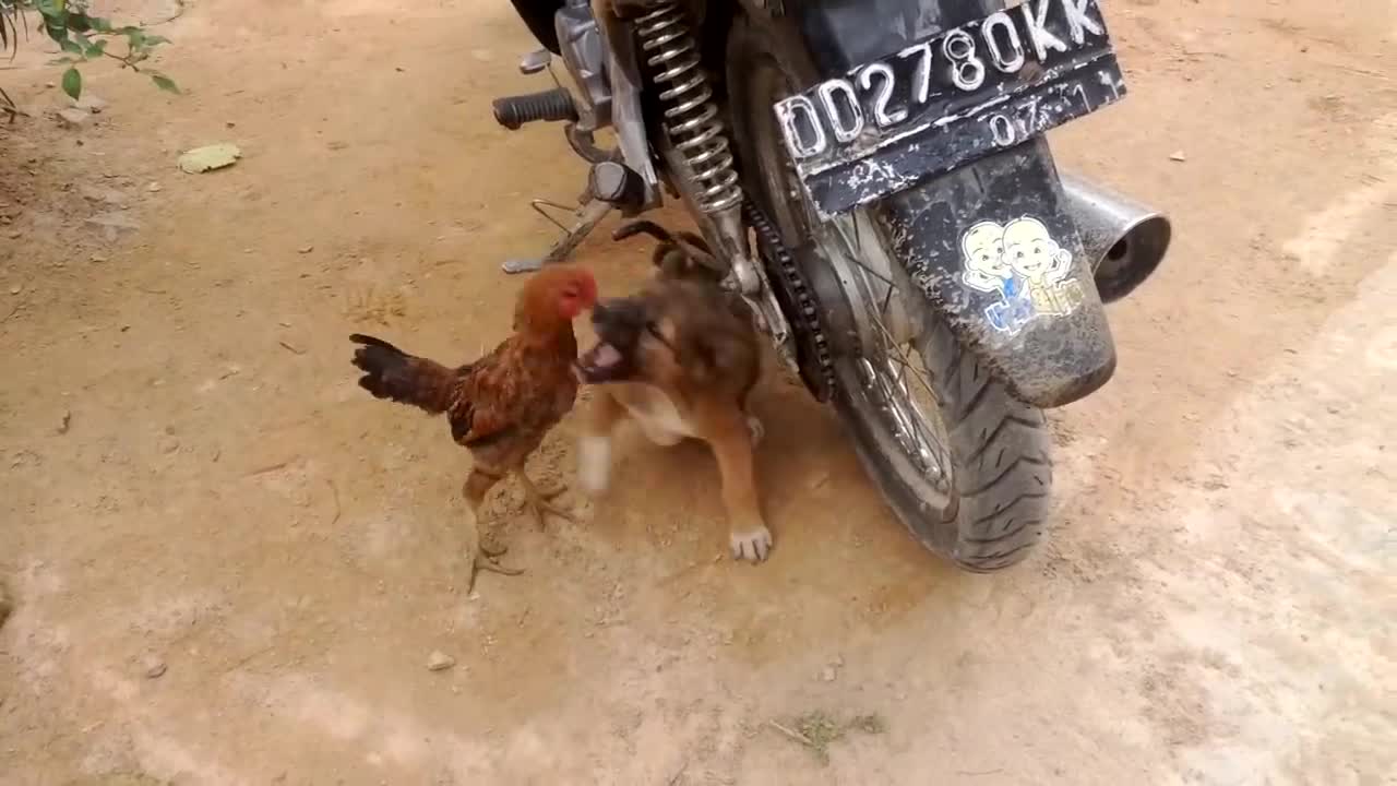 Chicken VS Dog Fight - Funny Dog Fight Videos