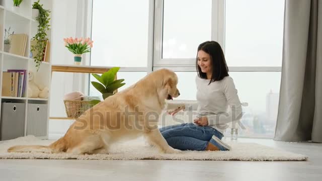 See the politeness of this dog. You will be unaware.