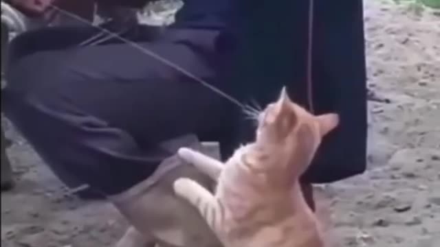 Cats ask milk in different way viral Video