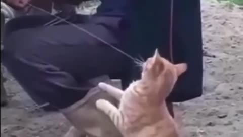Cats ask milk in different way viral Video
