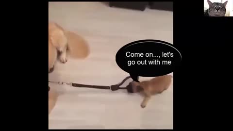 Funny moments of dogs