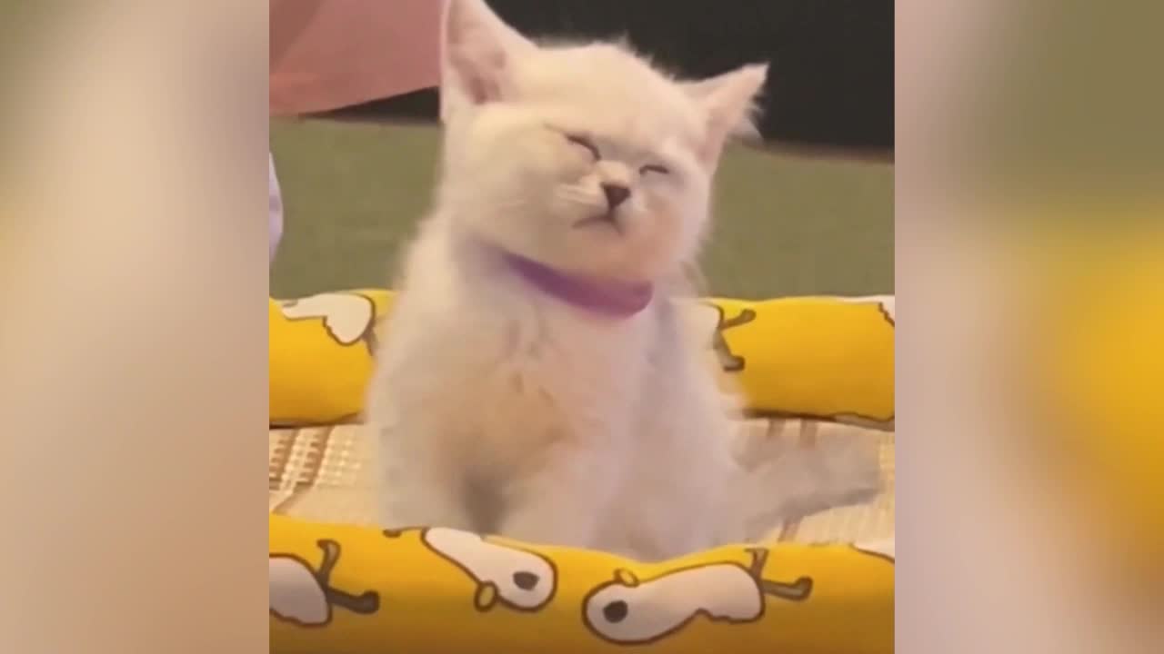 A few sleepy cats