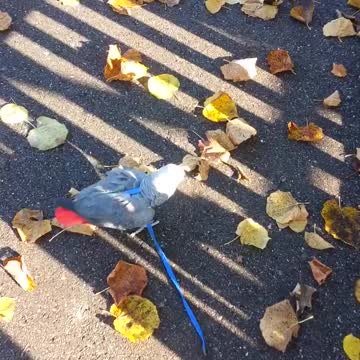 Parrot loves the sun