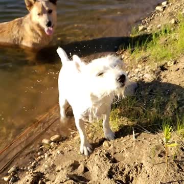 Jack russell shaking off in slow motion