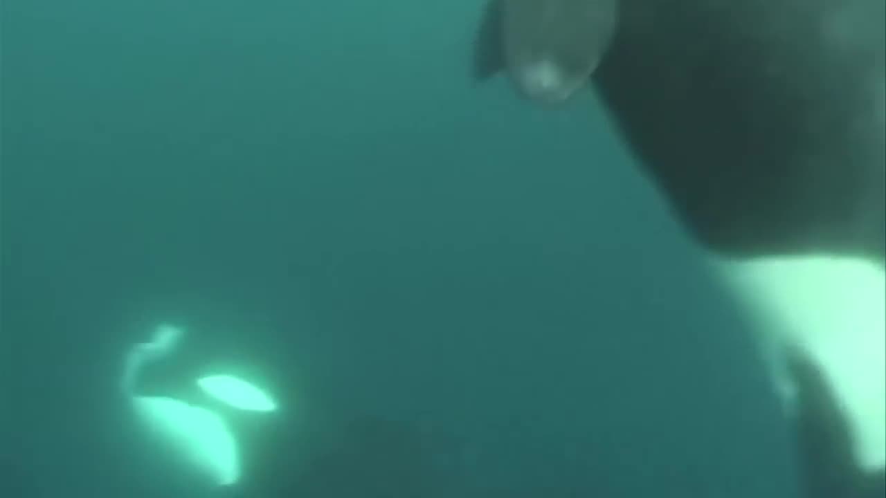 Orca Caught on Film Absolutely Destroying a Great White Shark