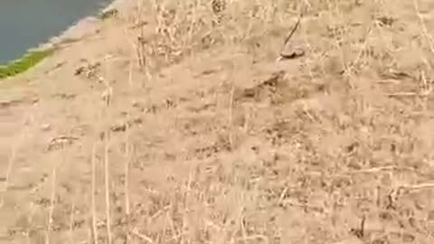 😺Funny_Animal_Moments_Caught_On_Camera🤣_|_Animals_LOL_Moments_#rts(360p)