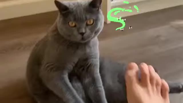 How cut cat like