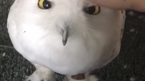 Baby animal