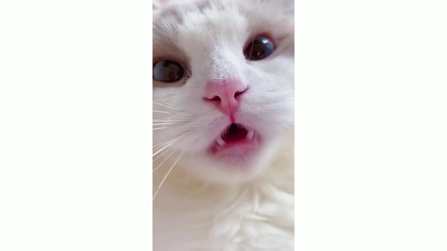 Cute Cats - Funny Cats | Cat Videos