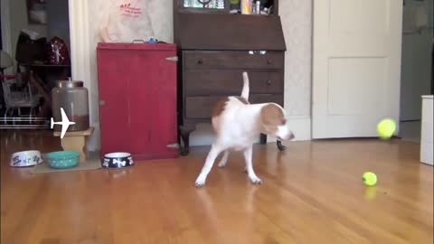 DOG PLAY WITH 100 BALLS. AND HE IS TIRED AFTER PLAY