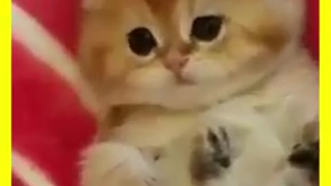 Cute Funny Cat Reaction