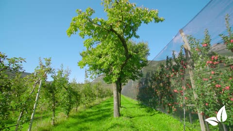 Liquid Fertiliser for the Blooming Phase • Organifer