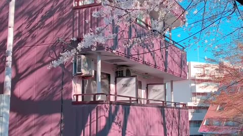 🌸Sakura season in Tokyo