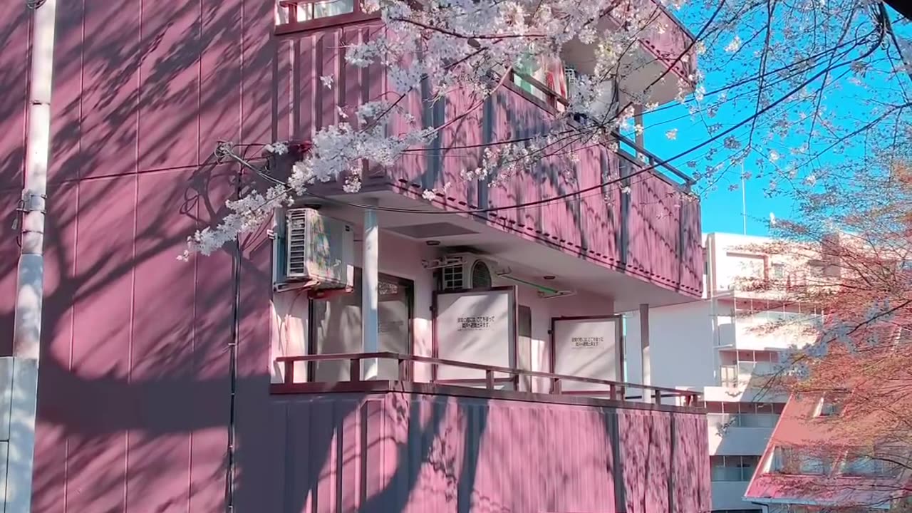 🌸Sakura season in Tokyo