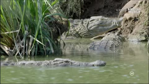 Crocodiles in the rivers of Africa