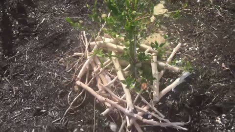 Garden & Worm Bins Update April 2022 Jalapeno, Frangipani & Strawberry Guava