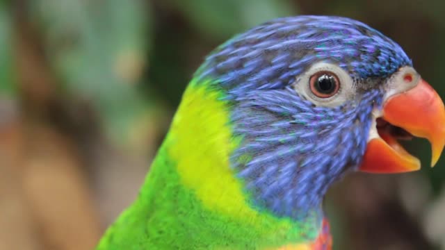 wonderful parrot