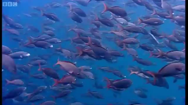 Why are Thousands of Sharks Gathering Here? | Blue Planet | BBC Earth