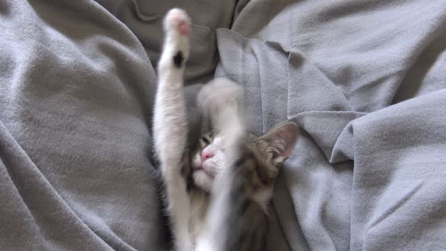 Cute Cat Washes His Armpit and Touches the Camera with His Nose