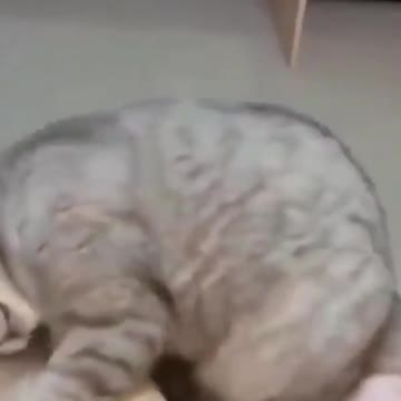 PETS NEVER LIE ABOUT LOVE-22 #shorts