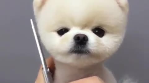 A cute dog that dare not move.