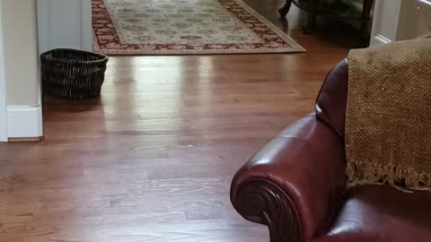 Papillion Retriever