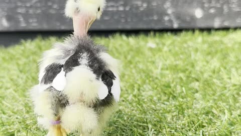 Baby Mottled Silkie Chick