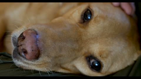 Close up of a dog lying on it's side getting petted with a hand on top of it's head