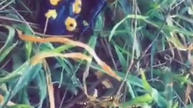 My little pet - ELIZABETH the salamander