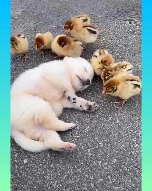 Funny and Cute Dog Video Compilation,🐕🐕_07 _#short