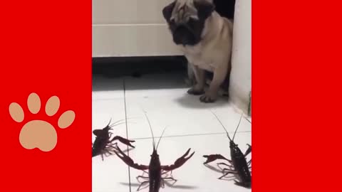 These puppies are very funny