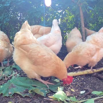 OMC! Chickens are eating machines and love greens! #chickenlife #chickens #shorts #eating #greens