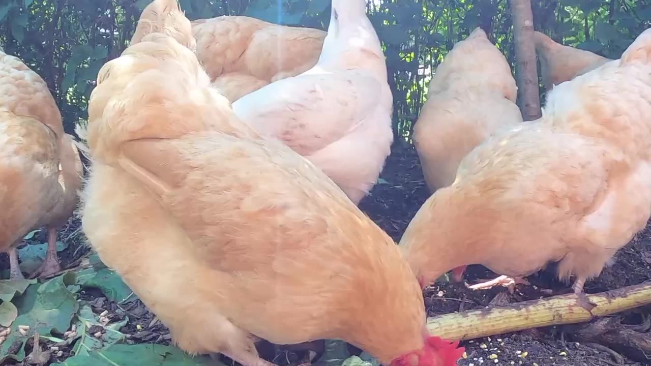 OMC! Chickens are eating machines and love greens! #chickenlife #chickens #shorts #eating #greens