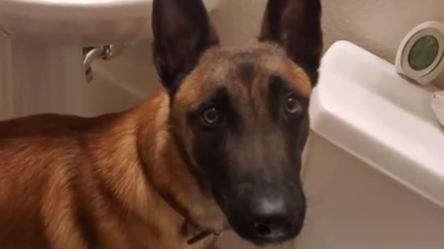 My dog needs to go to the toilet at home