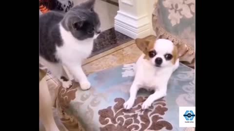 Funny Animal Clip# 7