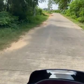 Komodo Dragon tries to attack biker OOPS