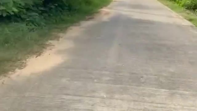 Komodo Dragon tries to attack biker OOPS