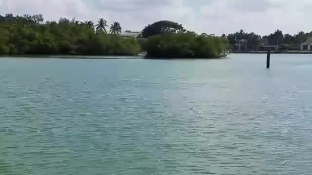 Dolphins playing