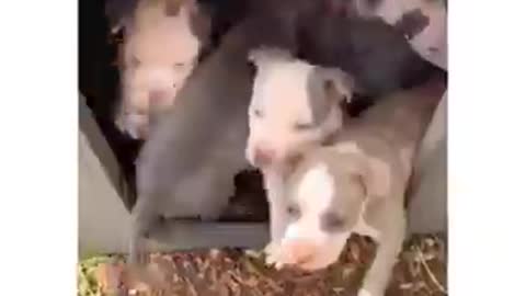 How to wake up 10 puppies 💓