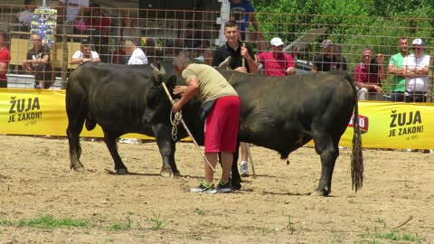 Brizan od Luka Šteko vs Kukan od Džanga Brestovsko 2024